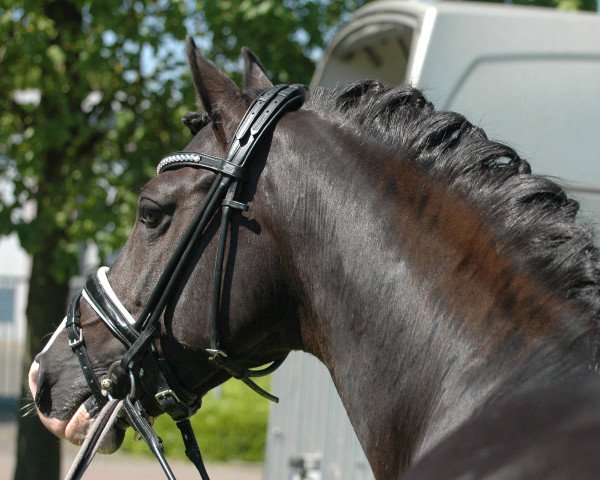 dressage horse Graciano 90 (German Riding Pony, 2011, from Golden Gate N)