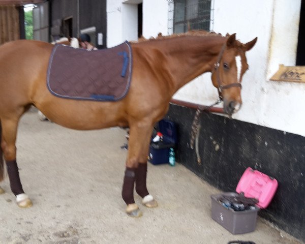 Springpferd Fabia (Deutsches Reitpony, 2007, von FS Chicago)