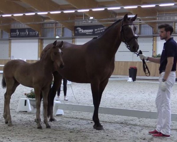 dressage horse Faibel 19 (Westphalian, 2016, from Fürsten-Look)