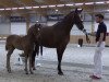 dressage horse Faibel 19 (Westphalian, 2016, from Fürsten-Look)