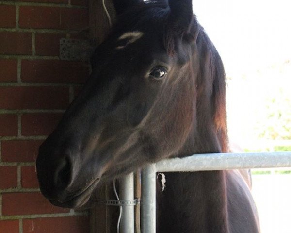 Pferd Petit Fleur 50 (Percheron, 2015)