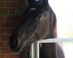 Pferd Petit Fleur 50 (Percheron, 2015)