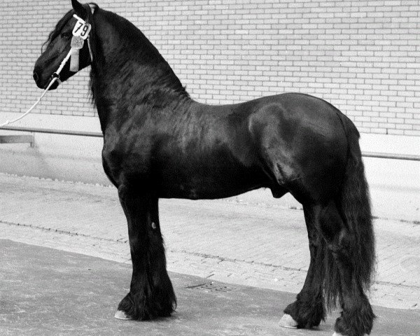 Pferd Peke 268 (Friese, 1977, von Bjinse 241)