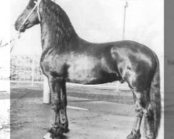 stallion Doeke (Friese, 1982, from Peke 268)