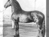 horse Doeke (Friese, 1982, from Peke 268)