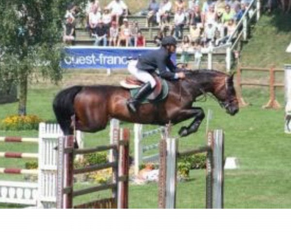 stallion Olargo-B (KWPN (Royal Dutch Sporthorse), 1996, from Indoctro)