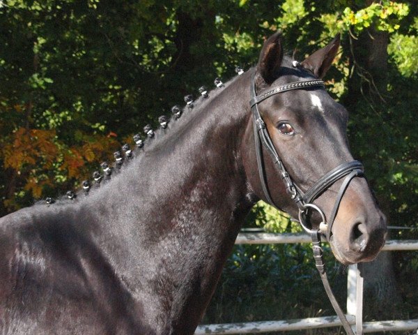 dressage horse Con Corazon (Hanoverian, 2012, from Conen)