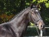 dressage horse Con Corazon (Hanoverian, 2012, from Conen)