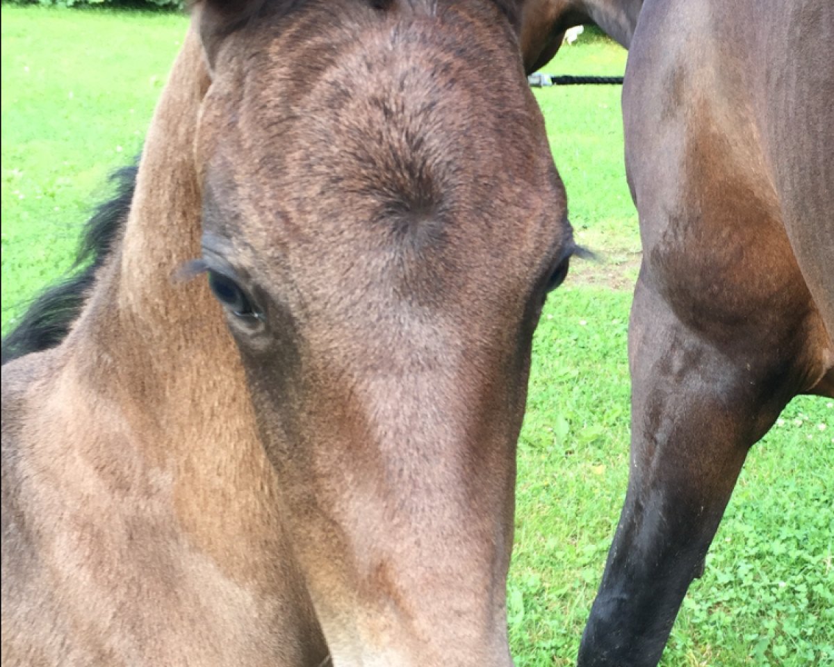 horse Feiner Bub LJ (Westphalian, 2016, from Bernay)