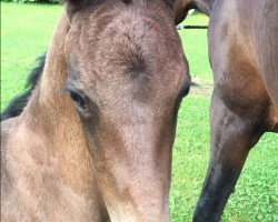 dressage horse Feiner Bub LJ (Westphalian, 2016, from Bernay)