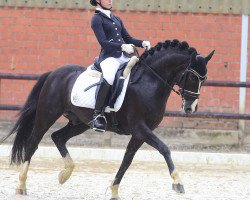 stallion Black Jack (German Riding Pony, 1997, from Black Boy)