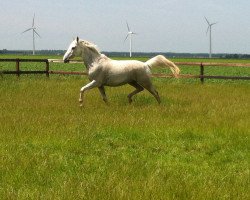 Pferd Tristan (KWPN (Niederländisches Warmblut), 2000, von Ico Sun)