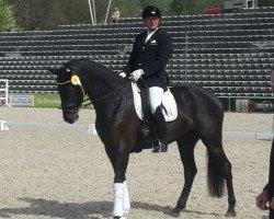 dressage horse Minias (Oldenburg, 2012, from E.H. Millennium)