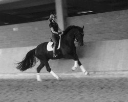 dressage horse Django Unchained 7 (Westphalian, 2012, from Don Juan de Hus)