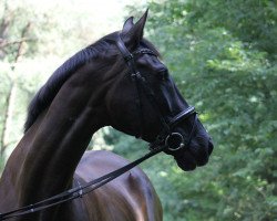 jumper Lagunas (Belgian Warmblood, 1996, from Larome)