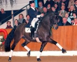 broodmare Ronda-Ra (Hanoverian, 1995, from Rohdiamant)