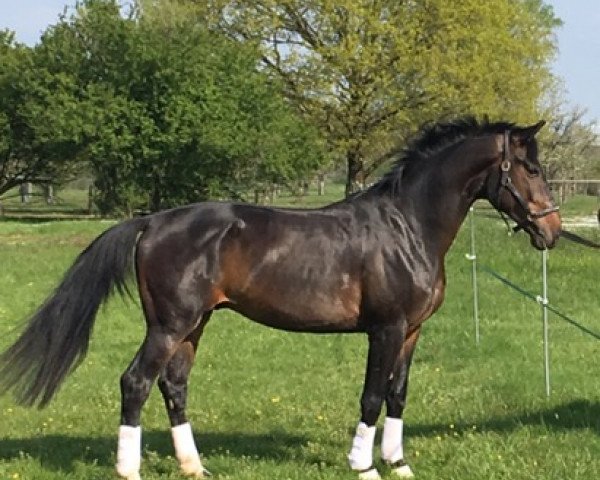 dressage horse Sir Francis 3 (Hanoverian, 2012, from Sir Calypso)