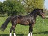 dressage horse Sir Francis 3 (Hanoverian, 2012, from Sir Calypso)