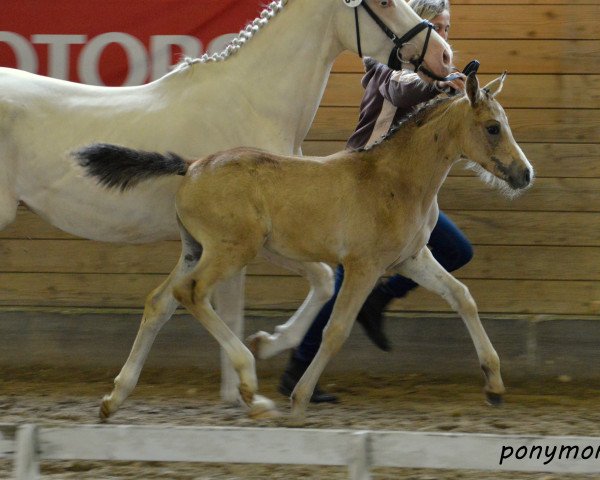 broodmare Vantasia B (German Riding Pony, 2016, from Valerius)
