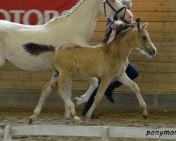 Zuchtstute Vantasia B (Deutsches Reitpony, 2016, von Valerius)