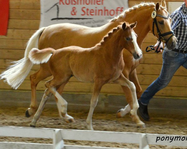 Dressurpferd Stute von Valerius / Top Champy (Deutsches Reitpony, 2016, von Valerius)