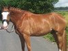 dressage horse Antaaris (Hanoverian, 2011, from Alabaster)