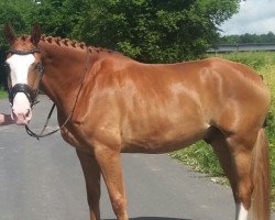 dressage horse Antaaris (Hanoverian, 2011, from Alabaster)