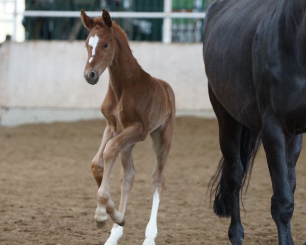 dressage horse Stute von Barbaresco / Rascalino (Westphalian, 2016, from Barbaresco)