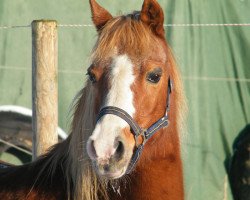 Zuchtstute Terheyl's Anja (Welsh Mountain Pony (Sek.A), 1994, von Moorcock Bracken)