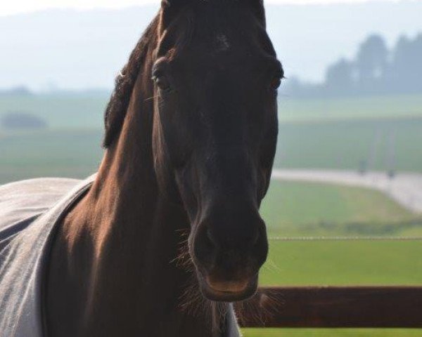 horse Farinelli G (Rhinelander, 1999, from Florestan I)