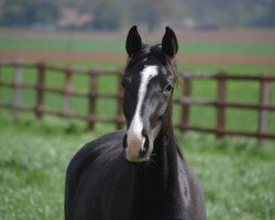 dressage horse Sommerliebe (Hanoverian, 2014, from Scuderia)