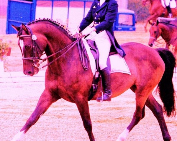 horse Chamberlain (Trakehner, 1990, from Mackensen)
