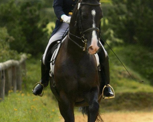 dressage horse Leveur (unknown, 1993, from Legato)