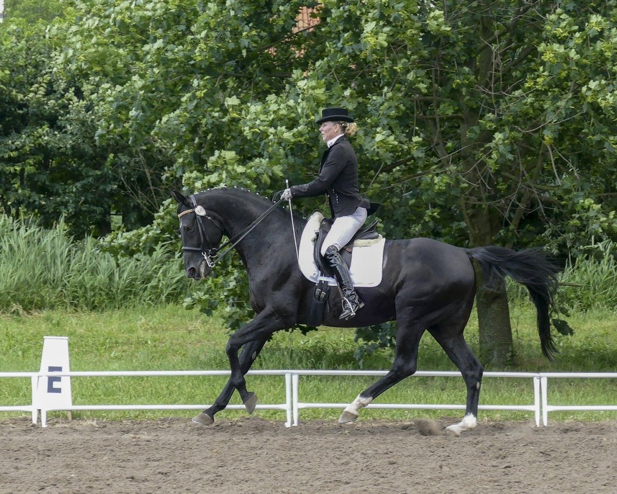 dressage horse Graf Danilo 2 (Hanoverian, 1999, from Graf Lehnsherr)