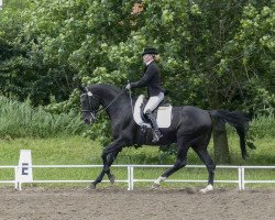 dressage horse Graf Danilo 2 (Hanoverian, 1999, from Graf Lehnsherr)