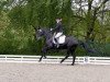 dressage horse Aventis (Hessian Warmblood, 2001, from Akteur)