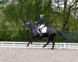 dressage horse Aventis (Hessian Warmblood, 2001, from Akteur)