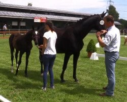 dressage horse Stute von Baccardi / Goodman (Westphalian, 2016, from Baccardi)