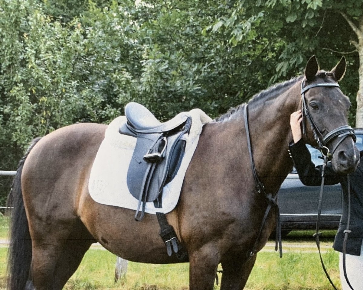 horse Buddenbrocks Balou (Trakehner, 2001, from Buddenbrock)