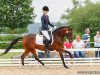 broodmare Daireen SD (German Riding Pony, 2011, from Dream of Lord)