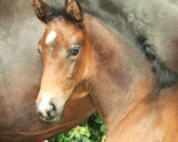 dressage horse Fohlen von Rousseau (German Warmblood, 2016, from Rousseau)