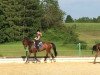 dressage horse Ravenna 398 (Oldenburg, 2010, from Dalhems Diomedes)