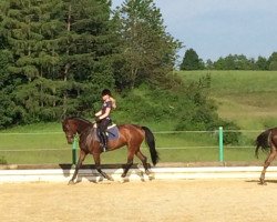 dressage horse Ravenna 398 (Oldenburg, 2010, from Dalhems Diomedes)