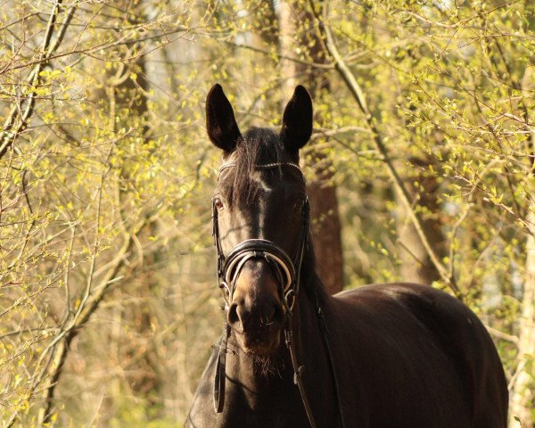 broodmare Samika (Westphalian, 2011, from Sancisco)