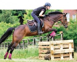 broodmare Baluba 3 (German Riding Pony, 2006, from Contus)