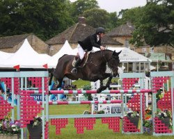 jumper Chinook (KWPN (Royal Dutch Sporthorse), 2007, from Tygo)