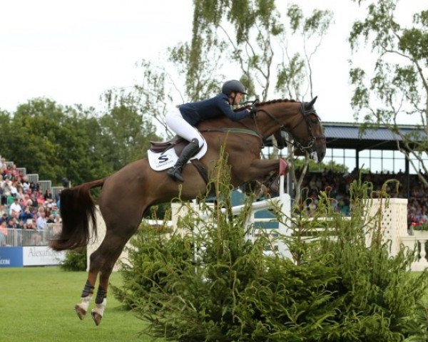 jumper A Touch Imperious (Irish Sport Horse, 2004, from Touchdown)