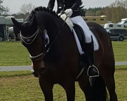 dressage horse Balletttänzerin (Hannoveraner, 2009, from Brentano II)