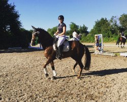 dressage horse Jalisca (Württemberger, 2008, from Jazz Rubin)