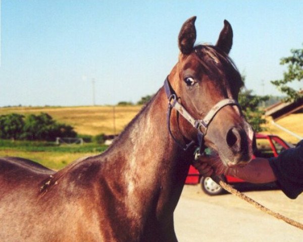 horse Jilfan Shams (Arabian thoroughbred,  , from Sharoon ox)